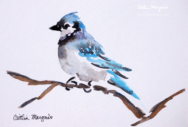 Blue Jay, watercolor; www.caitlinmarquis.com